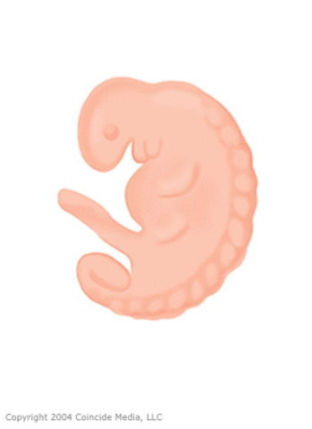 Cells join, divide & new life begins (week 2)