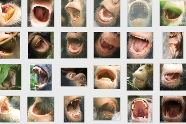 grow chimp teeth