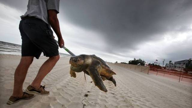 Dolphin and Turtle death rates