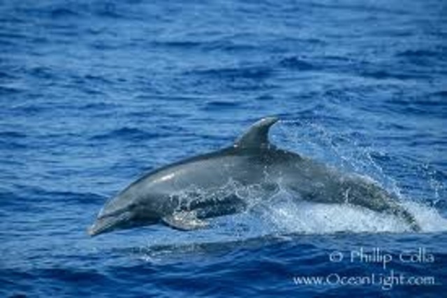 Bottlenosed Dolphin In Maui, Hawaii, USA