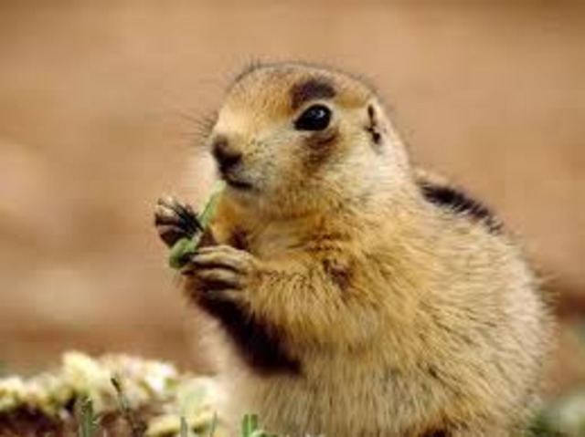 Prarie Dog