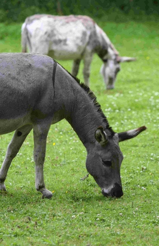 Did NPA changes plans after consultation?