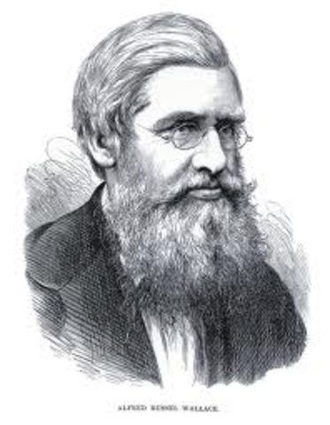 Alfred Russel Wallace
