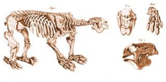 Els 31 anys durant els quals Huxley va ocupar la cadira d'història natural a l'Escola de Mines van ser emprats en gran part en la investigació paleontològica.