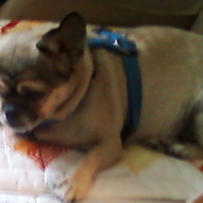 Timeline: My adventure with cats