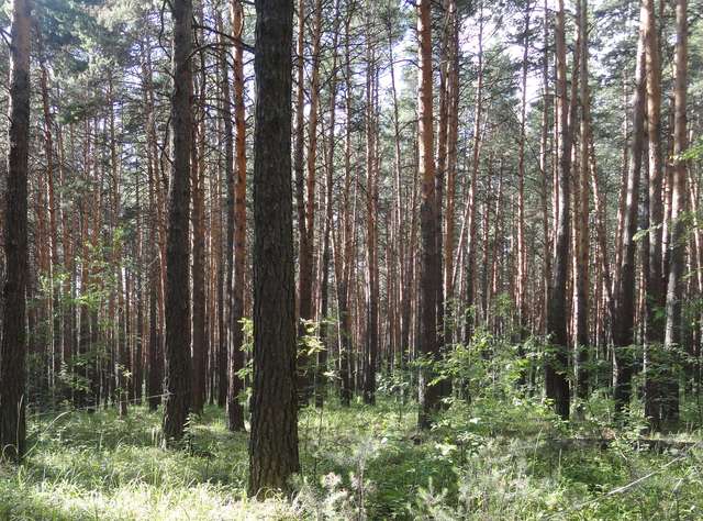 Синицинский бор