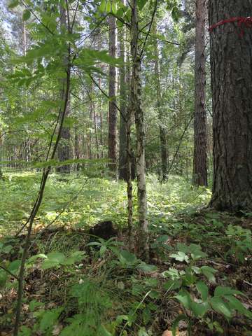 Синицинский бор
