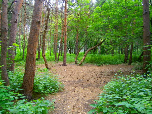 Березовая роща и Народный парк