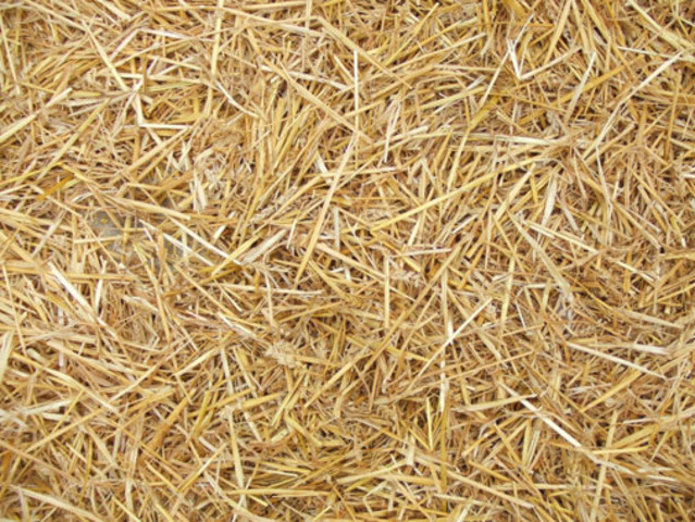 Les votes de paille (1)