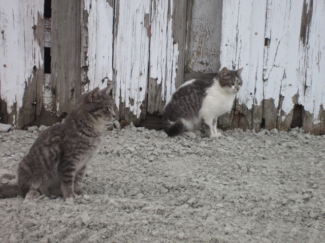 Hace cuatro meses que buscé dos gatos.