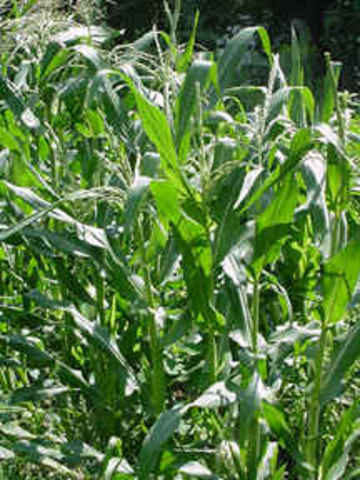 First Commercial Cellulosic Ethanol Plant