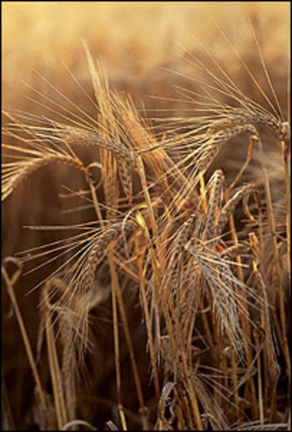 National Biofuel Action Plan Unveiled