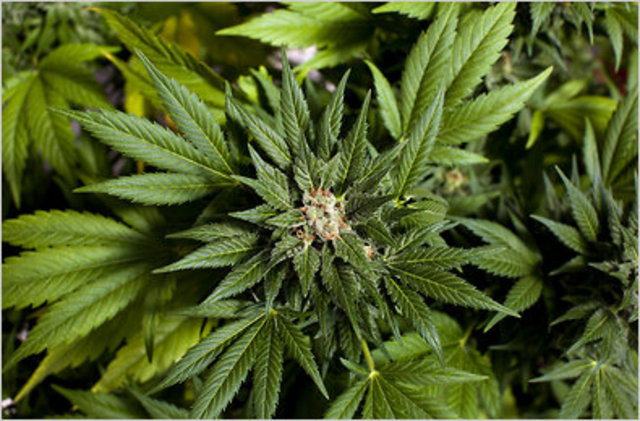 marijuana legalization