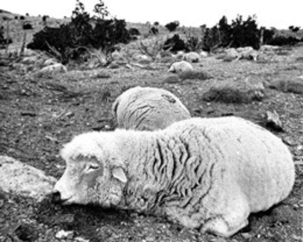 Nerve Gas Leak in Utah Kills 6,000 Sheep