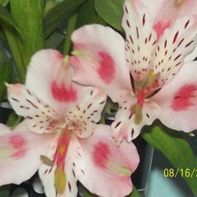 Timeline: evolucion microsoft