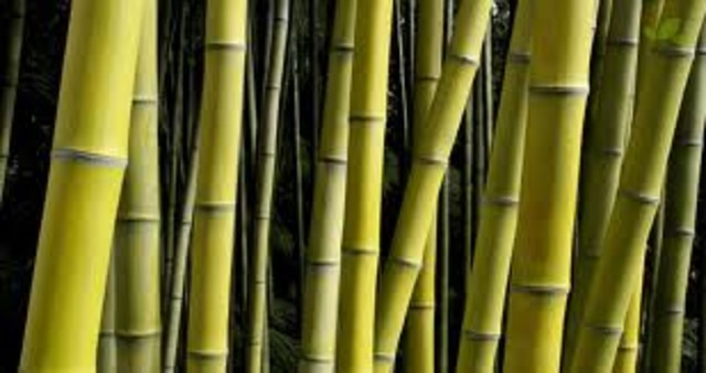 inicio da colonizacão