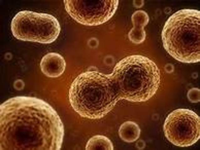 cells start prducing