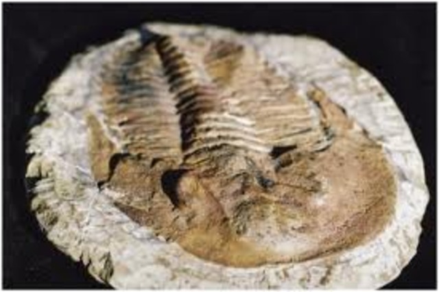 Cambrian Beginning 570-500 M