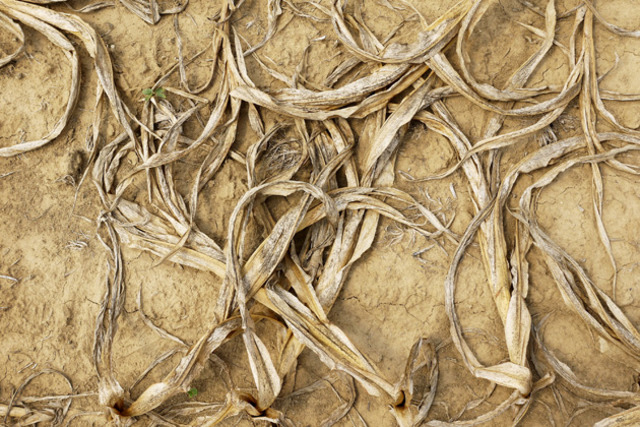 Ghana:Farmers No More