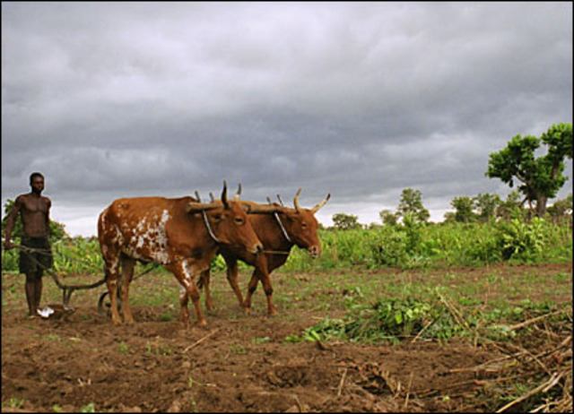 Ghanions Stopped Raising Cattle