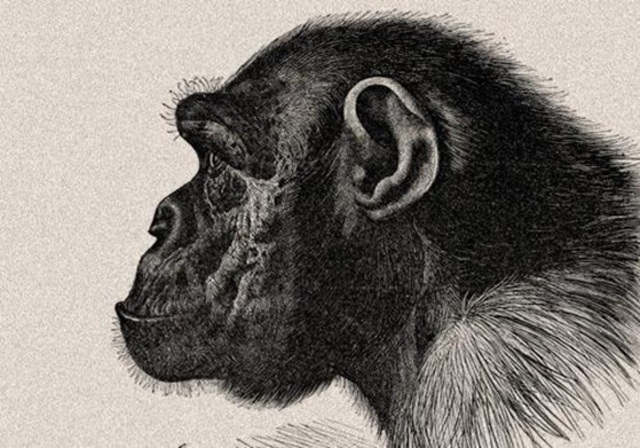 Similarites "Biological"