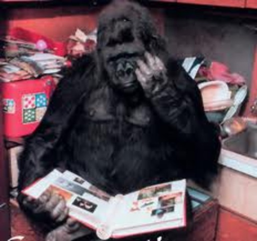 Koko the Gorilla