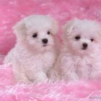 Timeline: MI HERMOSA VIDAAAA