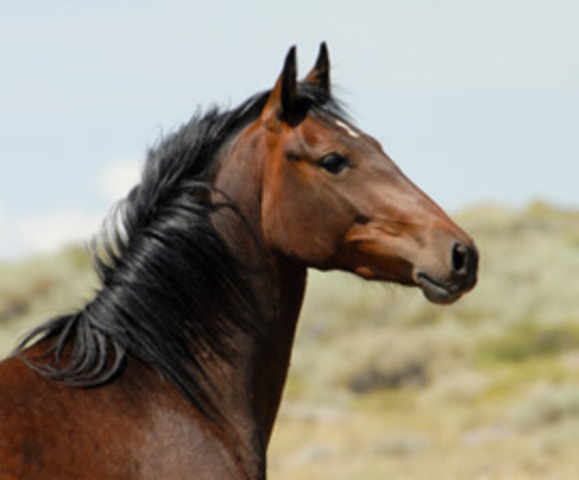 Started Riding Horses