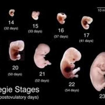 Timeline: embryos development
