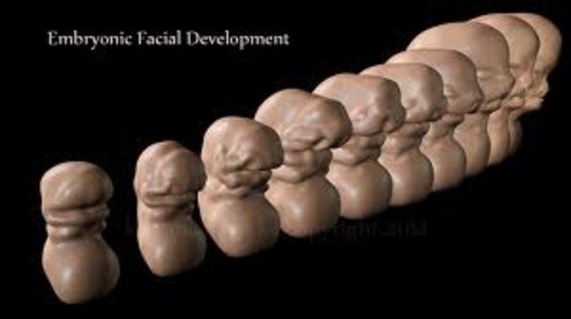 eyes nose and mouth start to generate