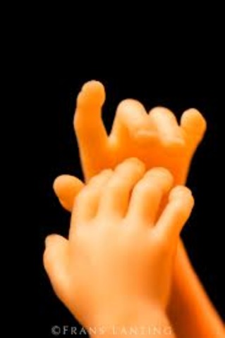 hair and fingernales start forming