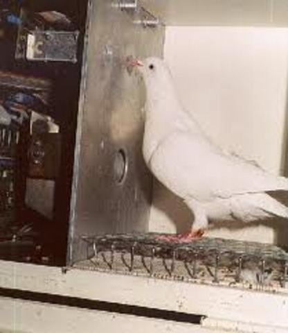 B.F. Skinner Pigeon Box