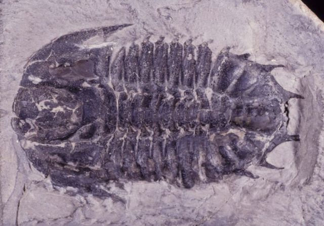 Cambrian 570-500 MYA