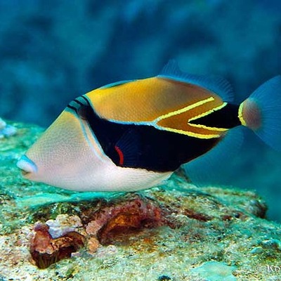 Timeline: Humuhumunukunukuapua'a