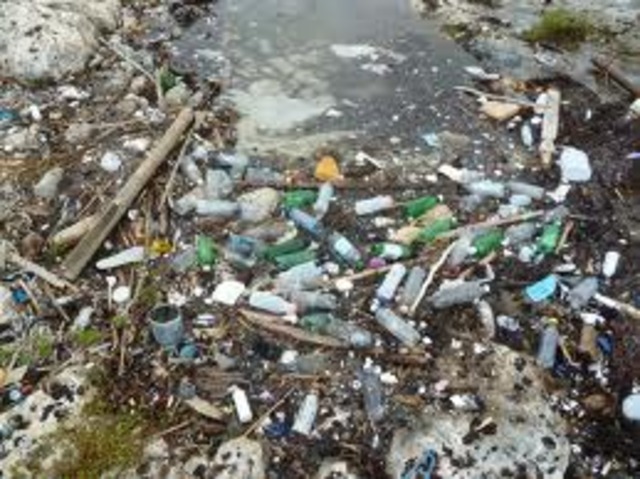 Hypodermics on the shore