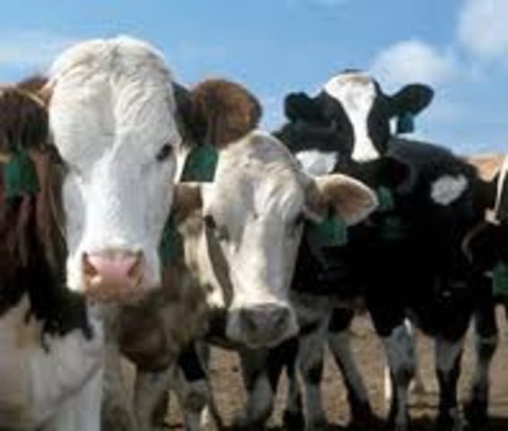 Ghanians stop raising cattle ...