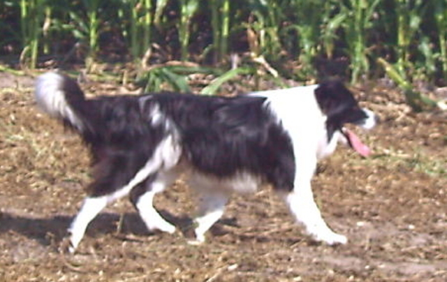 First time that Jack herded sheep.