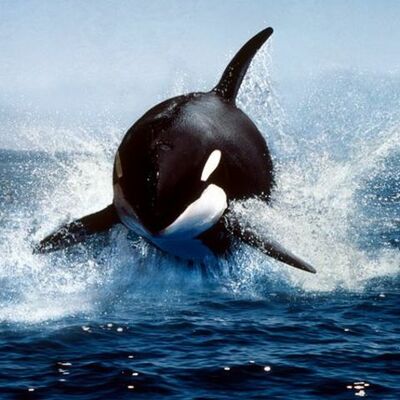 Timeline: Whale Evolution