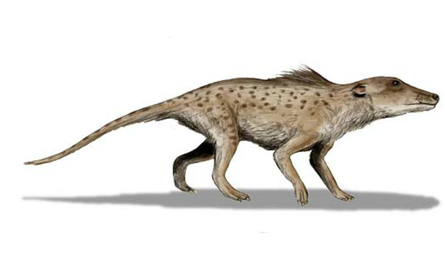 Pakicetid (60 Mya)