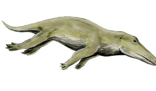 Ambulocetus (50 Mya)