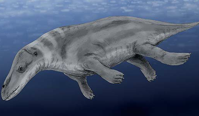 Rodhocetus (45 Mya)