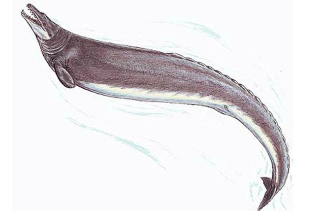 Basilosaurus (38 Mya)