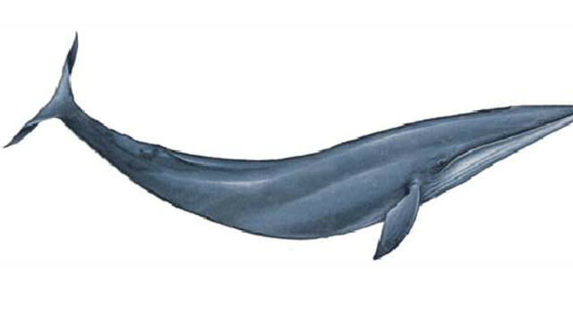 Cetotherium (15 Mya)