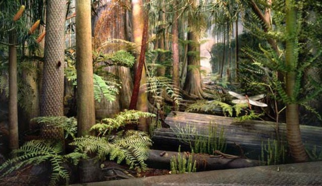 Carboniferous period 359 - 299 MYA
