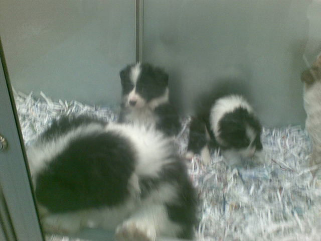Jack in the pet store.