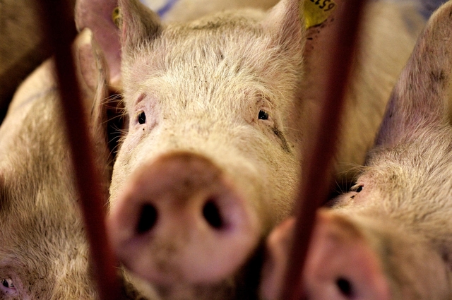 Bønderne oprettede andelsforetagender