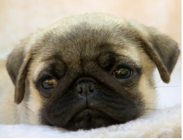 Hace cinco años que tuvé un perro se llama Sophie.