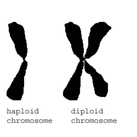 Diploid