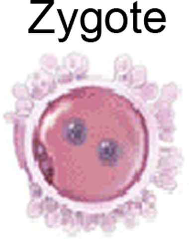 Zygote