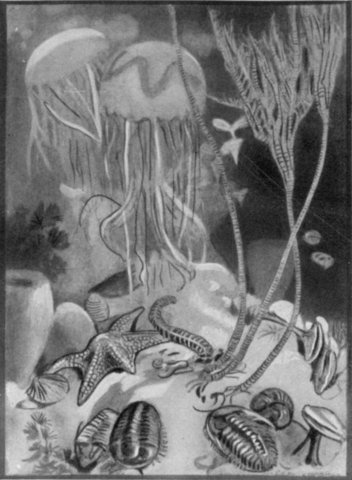 Cambrian Period. - 570 to 500 MYA.